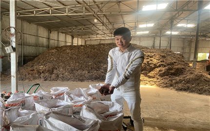Lông gà cũng thành “vàng nâu” cho đất