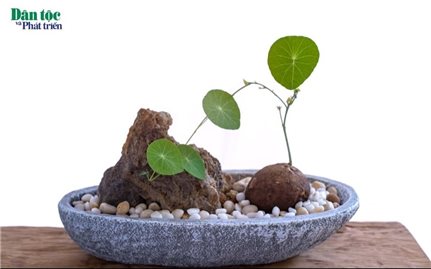 Củ bình vôi - Vị thuốc quý từ thiên nhiên
