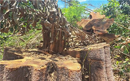 Kon Tum: Điều tra vụ phá gần 1ha rừng tại huyện biên giới Ia H’Drai
