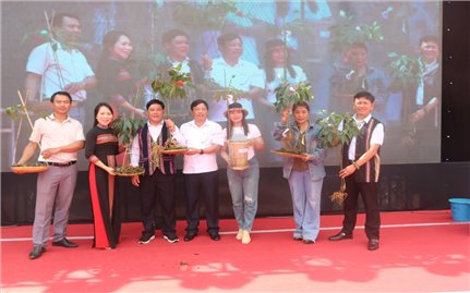 Tri thức dân gian về sâm Ngọc Linh được công nhận là Di sản văn hóa phi vật thể quốc gia