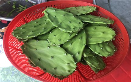 Canh lưỡi rồng - Món ngon vùng cát Phú Yên
