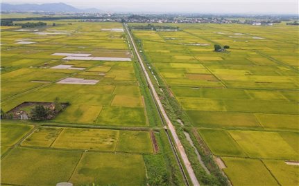 Tìm nguyên nhân hàng ngàn ha lúa Xuân 2025 ở Nghệ An “mất trắng”