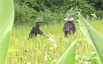 Người có uy tín phát huy vai trò trên nhiều lĩnh vực