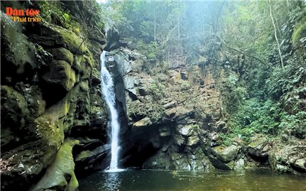 “Viên ngọc thô” trong cánh rừng Mẫu Sơn
