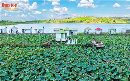 Mùa sen hồng bên miệng núi lửa Ia Băng