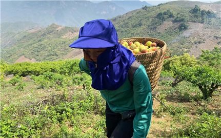 Cây đào rừng trở thành cây chủ lực giúp nhiều hộ dân tộc Mông thoát nghèo