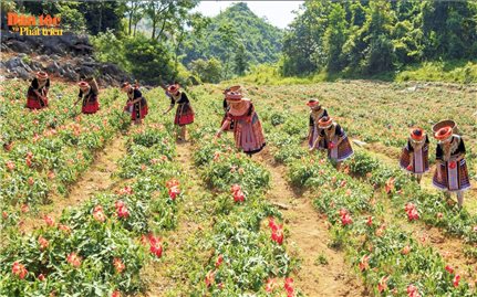 Ươm mầm Bố chính trên đất chè