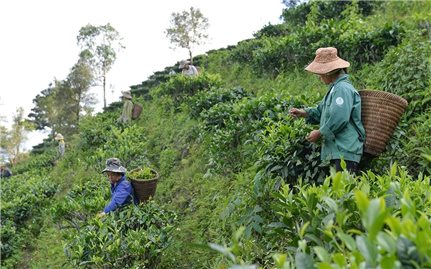 Gỡ khó trong thực hiện liên kết sản xuất theo chuỗi giá trị: Chưa thể hết khó trong một sớm một chiều