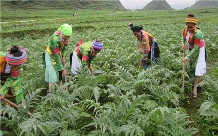 Sinh kế từ cây dược liệu: Khai thác tiềm năng (Bài 1)