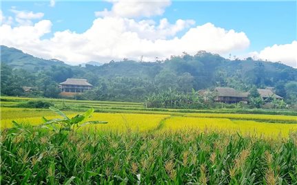Xã Nghĩa Đô (Lào Cai): Hiệu quả từ đa dạng hóa sinh kế nâng cao thu nhập cho người dân