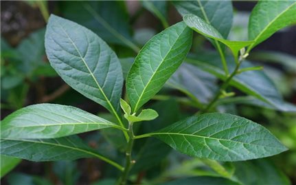 Công dụng chữa bệnh của cây mật gấu