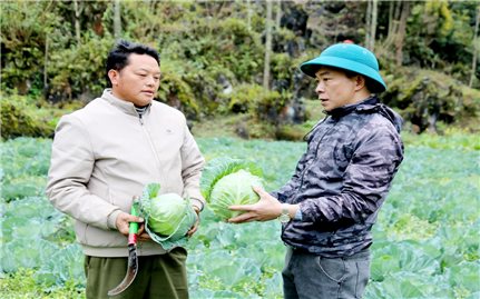 Nông dân vùng cao Hà Giang thu nhập cao từ cải tạo vườn tạp