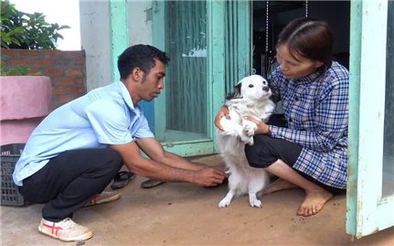 Gia Lai: Tăng cường các biện pháp kiểm soát bệnh dại trên người