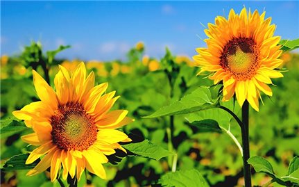 Hướng dẫn cách trồng hướng dương lấy hạt năng suất cao
