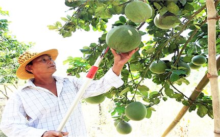 Vùng đồng bào DTTS tỉnh Ninh Thuận vươn mình phát triển
