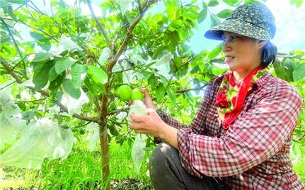 Quả ngọt trên những vùng đất đồi núi xứ Thanh