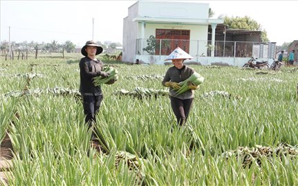Ninh Thuận: Nông dân no ấm từ cây nha đam