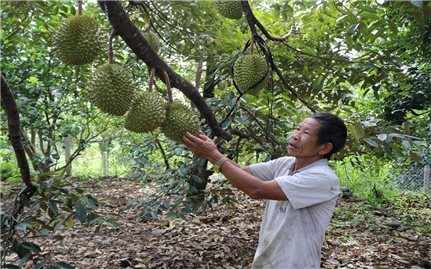 Ninh Thuận: Phát triển vùng trồng cây ăn quả giá trị cao