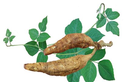 Phương pháp trồng sắn dây cho năng suất cao
