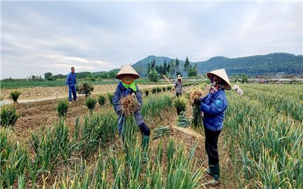 Hành và tỏi Kinh Môn- tinh hoa từ đất, niềm tự hào vùng miền