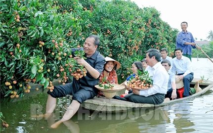Cây vải tổ Thanh Hà – 