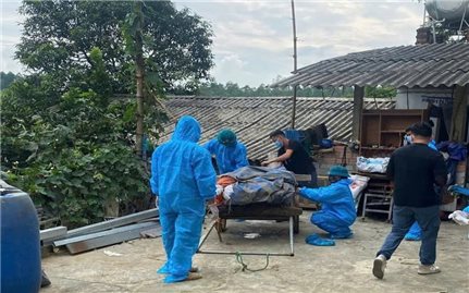 Phú Thọ: Dịch tả lợn châu Phi lan rộng 64 xã, phường, 25 xã đã công bố dịch