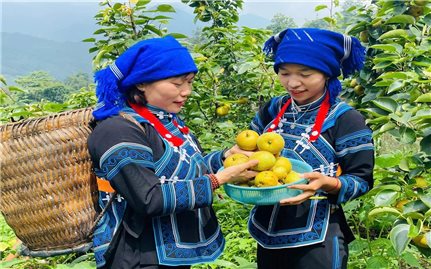 Lê vào vụ, bản làng vào mùa du lịch