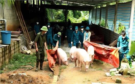 Dịch tả lợn châu Phi: Một số dấu hiệu nhận biết thịt lợn bị nhiễm bệnh