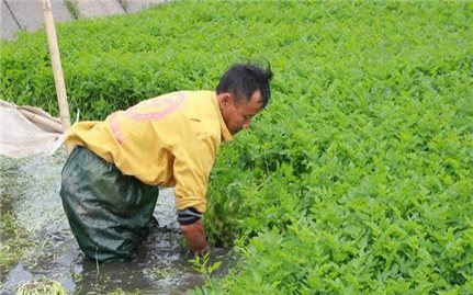 Nông dân chủ động chuyển đổi mô hình canh tác trong mùa mưa lũ