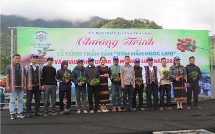 Đà Nẵng: Trao hơn 7.000 cây sâm Ngọc Linh giống cho hộ nghèo