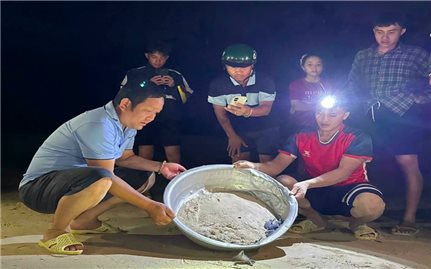 Gia Lai: Thả 11 cá thể rùa biển trên xã đảo Nhơn Châu về môi trường tự nhiên
