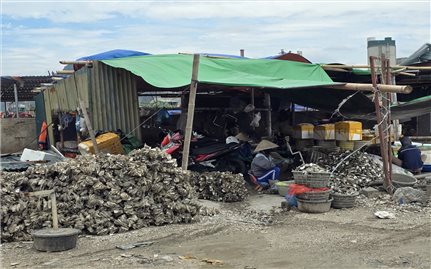 Hàu nhập lậu: “Cú đánh” kép với ngư dân Quảng Ninh
