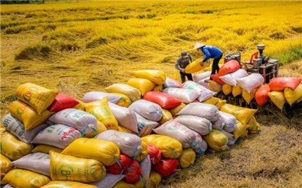 Gạo Việt vươn lên vị trí thứ 2 về xuất khẩu trên thế giới