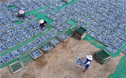 Cá cơm, cá nục vào mùa