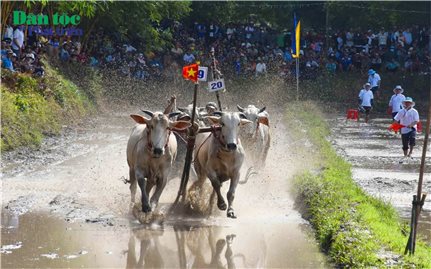 Kịch tính những màn rượt đuổi trong giải đua bò của đồng bào Khmer tại chùa Rô