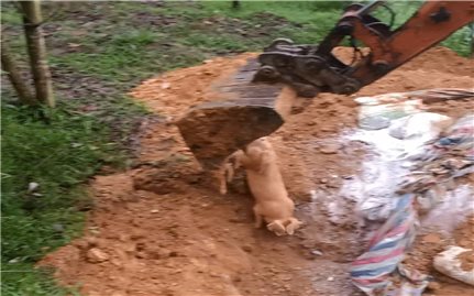 Nghệ An: Chủ tịch UBND xã bị tố lơ là phòng, chống dịch tả lợn Châu Phi
