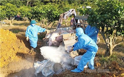 Tuyên Quang: Nguy cơ lan rộng dịch tả lợn châu Phi trên địa bàn
