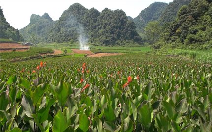 Hỗ trợ phát triển sản xuất theo chuỗi giá trị: Hiệu quả tích cực trong sản xuất nông nghiệp vùng DTTS và miền núi