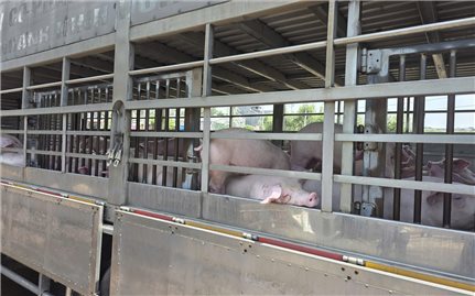 Gia Lai: Phát hiện hơn 200 con heo nhiễm dịch tả châu Phi chuẩn bị đưa ra thị trường