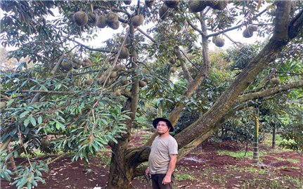 Mùa sầu riêng, thơm ngát góc đường…