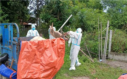 Dịch tả lợn châu Phi đang bùng phát diện rộng ở TP. Đà Nẵng và Quảng Ngãi