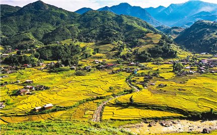 Óng ánh sắc vàng trên những thửa ruộng bậc thang