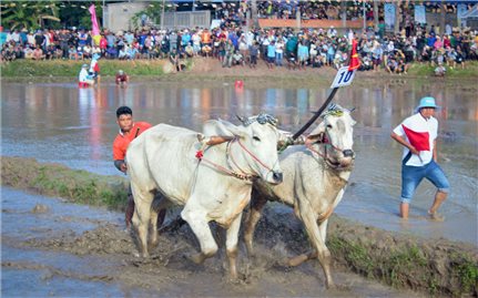 Hội đua bò Bảy Núi năm 2025 sẽ diễn ra vào ngày 20/9