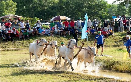 64 đôi bò tranh tài kịch tính tại Hội Đua bò Bảy Núi ở An Giang năm 2025