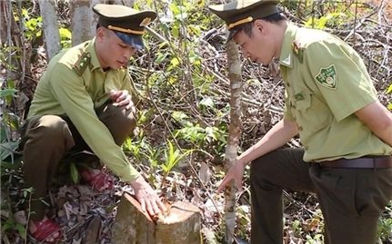 Thanh Hóa: Phạt gần 67 triệu đồng đối tượng khai thác rừng trái phép