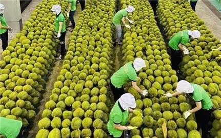 Trú trọng đầu tư vùng trồng, công nghệ bảo quản và phát triển thương hiệu giúp xuất khẩu nông sản Việt Nam khởi sắc