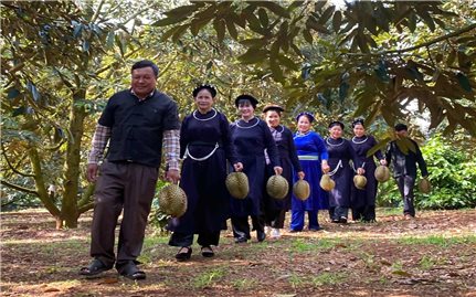 Trái sầu riêng thành “trái vàng, trái bạc”