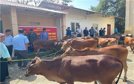 Đoàn Kinh tế - Quốc phòng 345: Hỗ gia súc cho hàng chục hộ nghèo đồng bào Mông