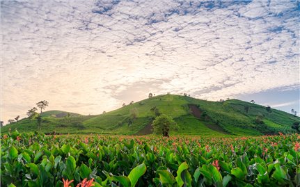 Mùa hoa dong riềng rực đỏ núi lửa Chư Đang Ya