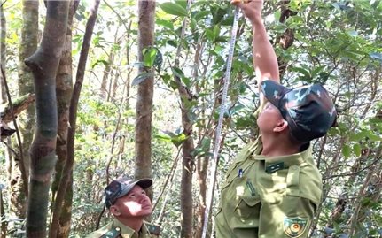Phát hiện nhiều cây chè Shan cổ thụ quý hiếm ở A Lưới